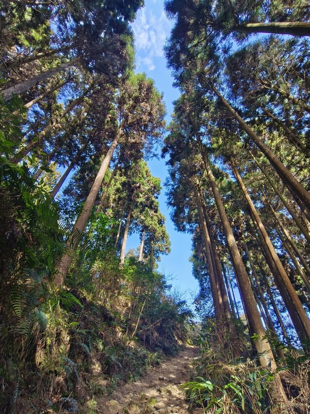 25361.jpg - 【新竹.五峰】山上人家景觀餐廳+鵝公髻山小百岳no.31沿路櫻花李花雲海賞不停