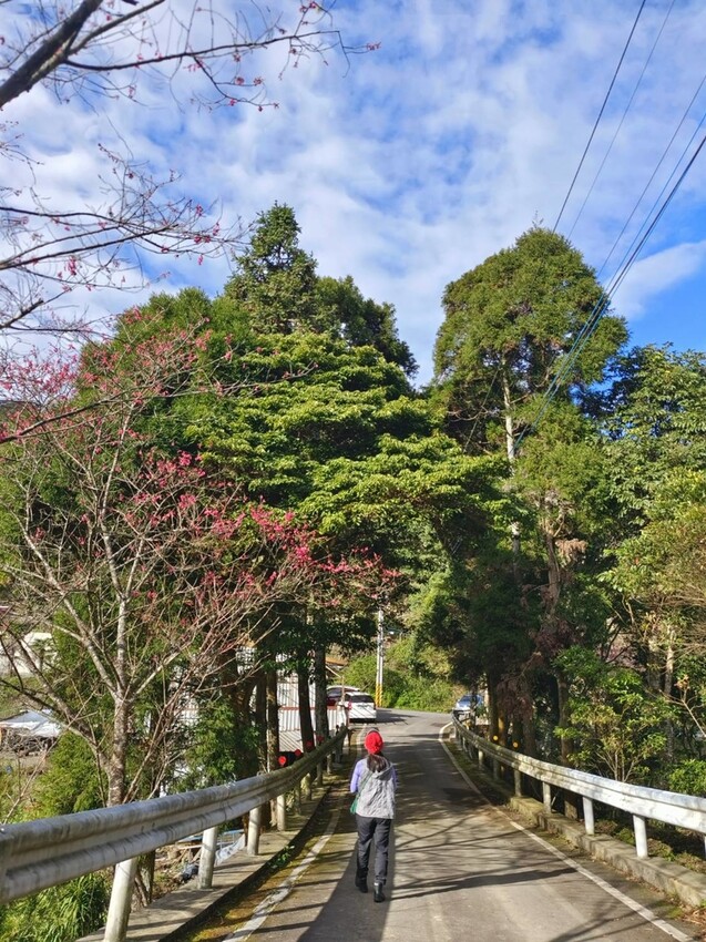 25385.jpg - 【新竹.五峰】山上人家景觀餐廳+鵝公髻山小百岳no.31沿路櫻花李花雲海賞不停