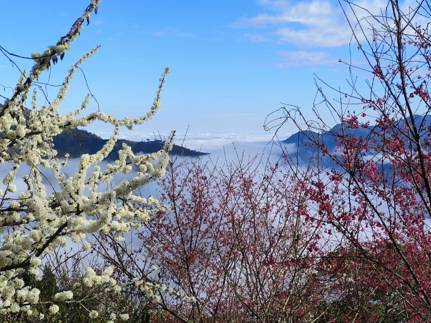 25379.jpg - 【新竹.五峰】山上人家景觀餐廳+鵝公髻山小百岳no.31沿路櫻花李花雲海賞不停