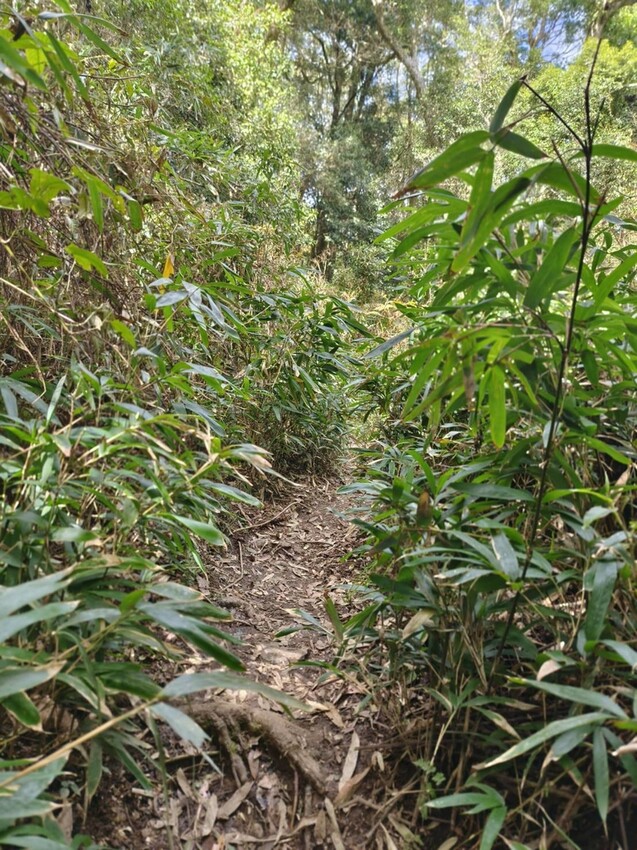 25217.jpg - 【新竹.五峰】山上人家景觀餐廳+鵝公髻山小百岳no.31沿路櫻花李花雲海賞不停
