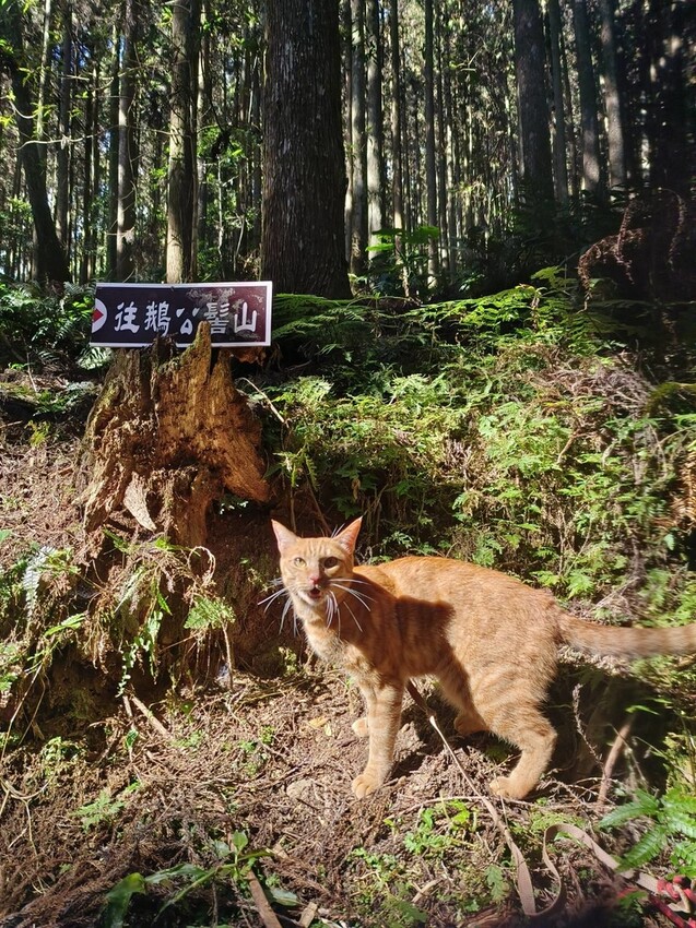 25367.jpg - 【新竹.五峰】山上人家景觀餐廳+鵝公髻山小百岳no.31沿路櫻花李花雲海賞不停