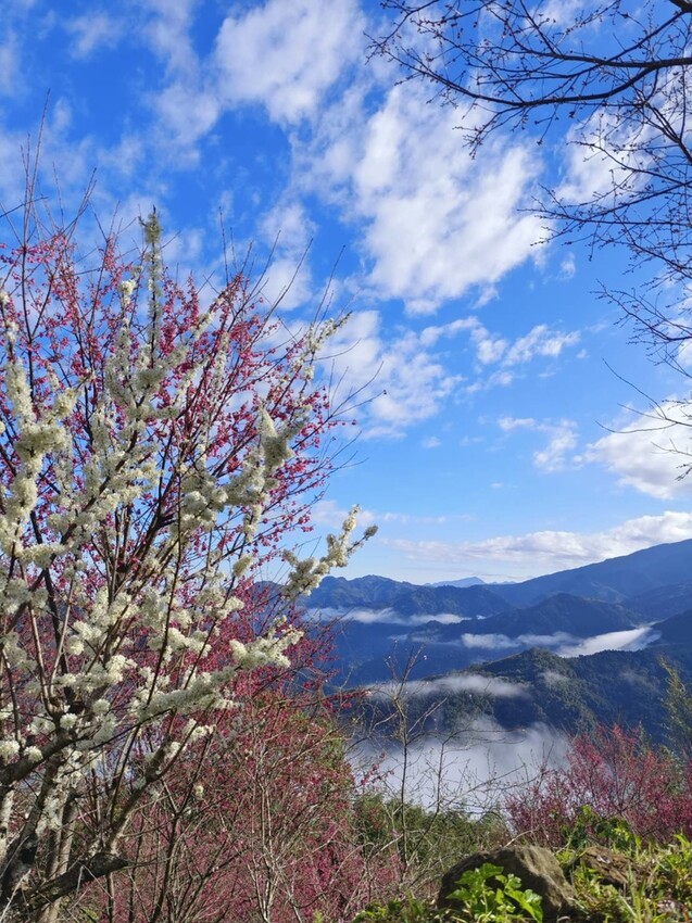 25375.jpg - 【新竹.五峰】山上人家景觀餐廳+鵝公髻山小百岳no.31沿路櫻花李花雲海賞不停
