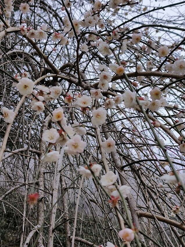 25188.jpg - 【新竹.五峰】山上人家景觀餐廳+鵝公髻山小百岳no.31沿路櫻花李花雲海賞不停