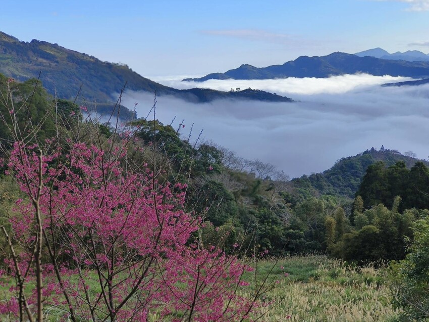 25394.jpg - 【新竹.五峰】山上人家景觀餐廳+鵝公髻山小百岳no.31沿路櫻花李花雲海賞不停