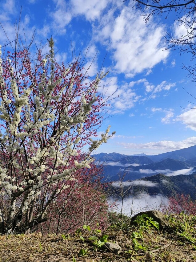 25374.jpg - 【新竹.五峰】山上人家景觀餐廳+鵝公髻山小百岳no.31沿路櫻花李花雲海賞不停