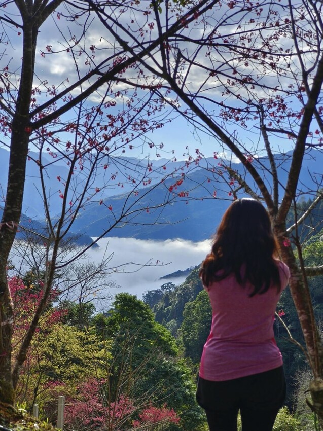 25386.jpg - 【新竹.五峰】山上人家景觀餐廳+鵝公髻山小百岳no.31沿路櫻花李花雲海賞不停