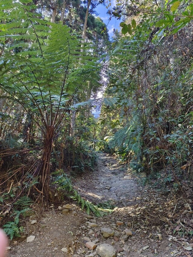 25365.jpg - 【新竹.五峰】山上人家景觀餐廳+鵝公髻山小百岳no.31沿路櫻花李花雲海賞不停