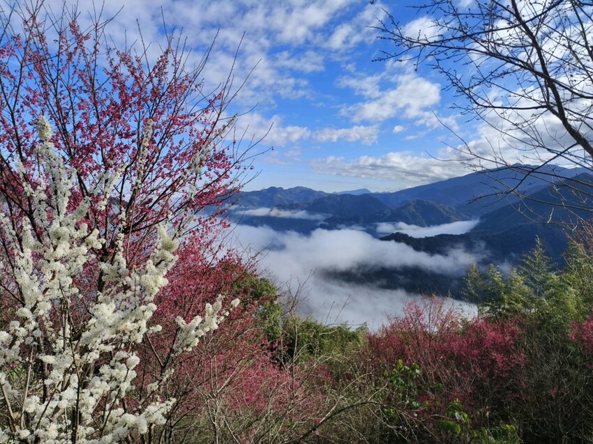 25378.jpg - 【新竹.五峰】山上人家景觀餐廳+鵝公髻山小百岳no.31沿路櫻花李花雲海賞不停