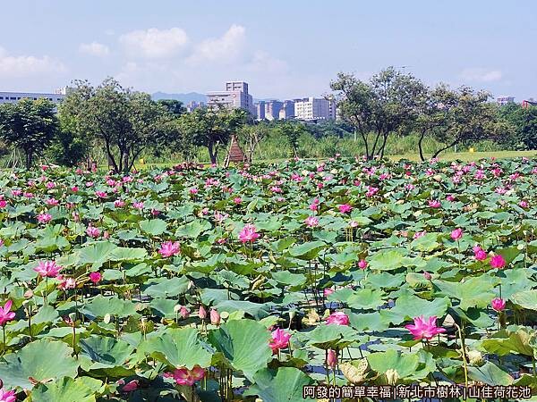 山佳荷花池15-環池步道上一景-往荷樂自然體驗區.jpg