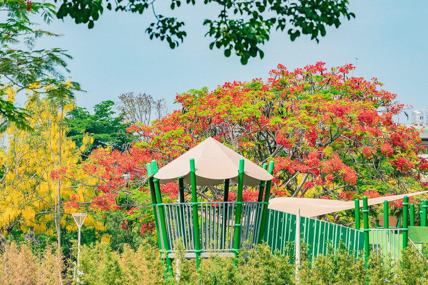 夏季賞花景總整理 x 阿勃勒 | 大花紫薇 | 鳳凰花