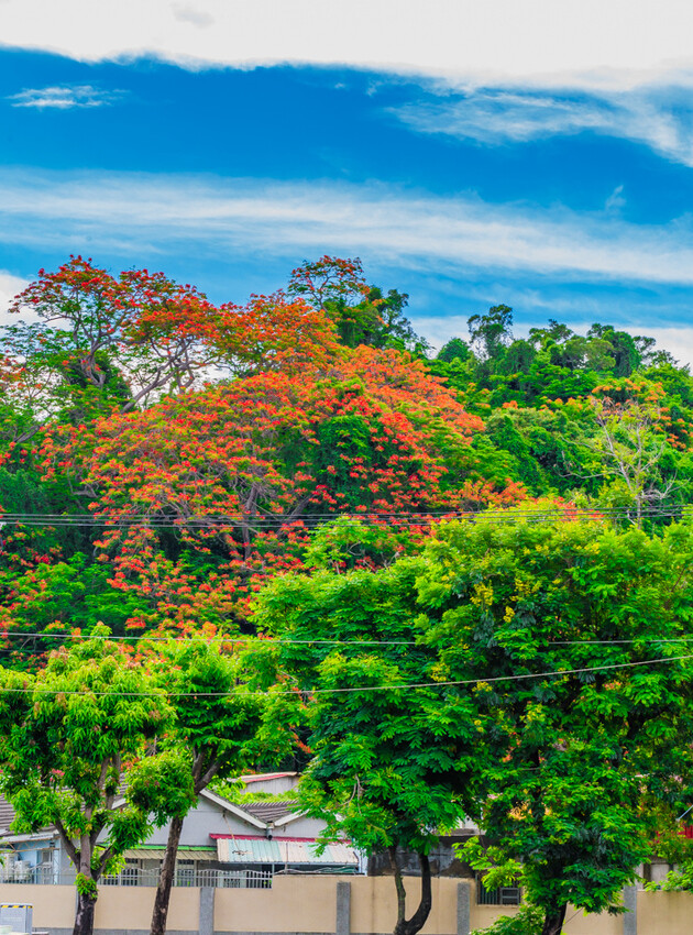 夏季賞花景總整理 x 阿勃勒 | 大花紫薇 | 鳳凰花
