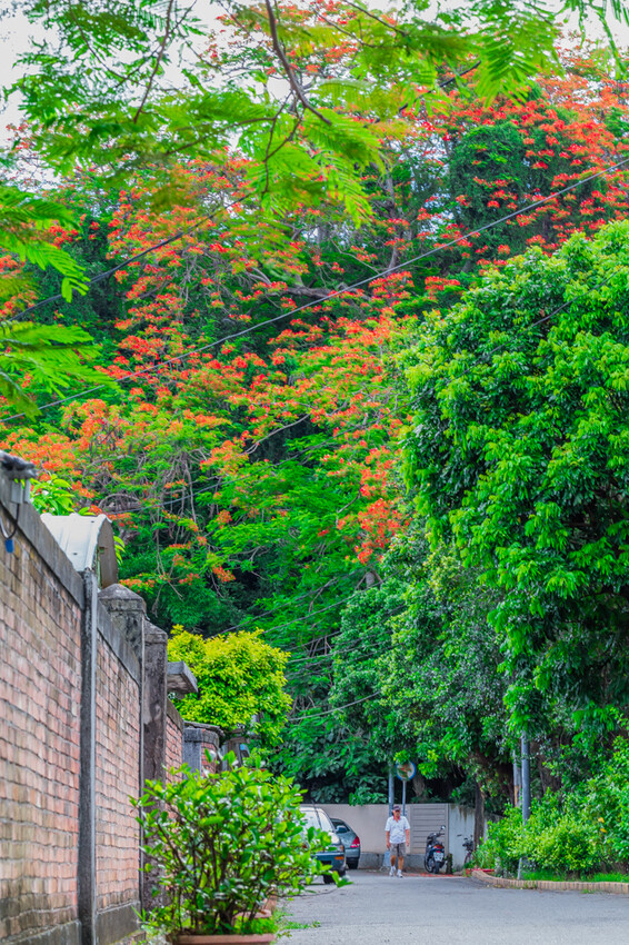 夏季賞花景總整理 x 阿勃勒 | 大花紫薇 | 鳳凰花