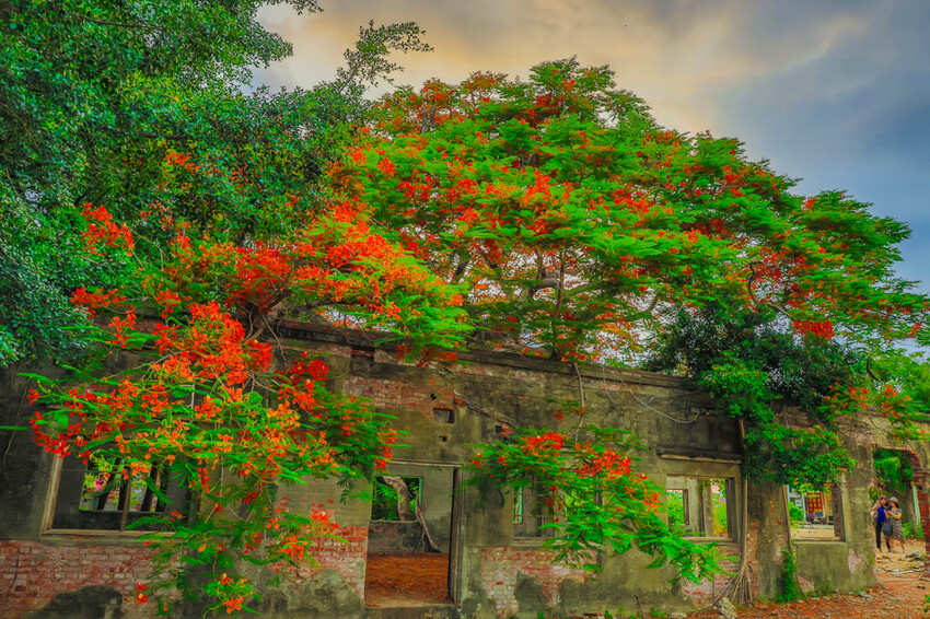 夏季賞花景總整理 x 阿勃勒 | 大花紫薇 | 鳳凰花