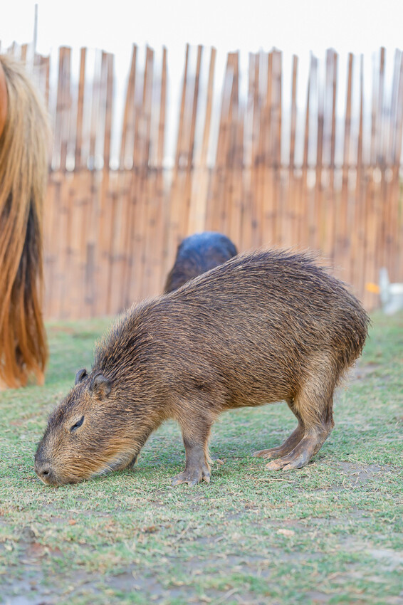 恆春墾丁景點 – 海崖灣萌寵景觀園區 x 近距離接觸可愛水豚君、笑笑羊與草泥馬！