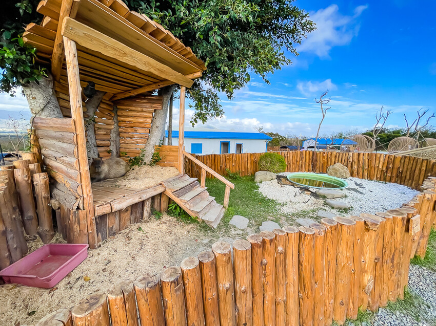 恆春墾丁景點 – 海崖灣萌寵景觀園區 x 近距離接觸可愛水豚君、笑笑羊與草泥馬！