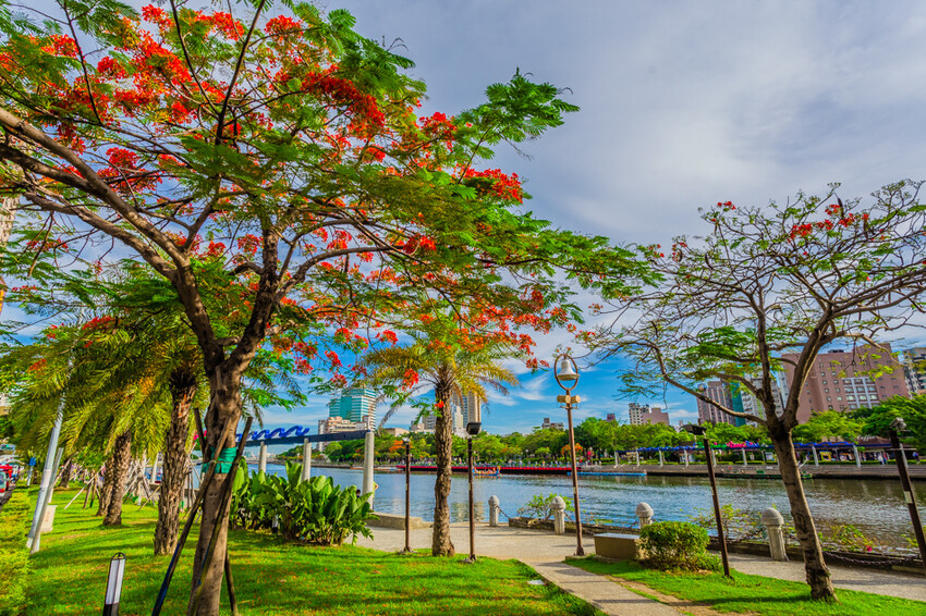 夏季賞花景總整理 x 阿勃勒 | 大花紫薇 | 鳳凰花