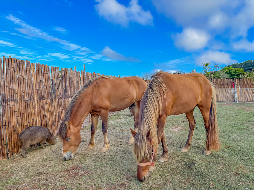 恆春墾丁景點 – 海崖灣萌寵景觀園區 x 近距離接觸可愛水豚君、笑笑羊與草泥馬！