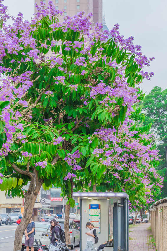 夏季賞花景總整理 x 阿勃勒 | 大花紫薇 | 鳳凰花