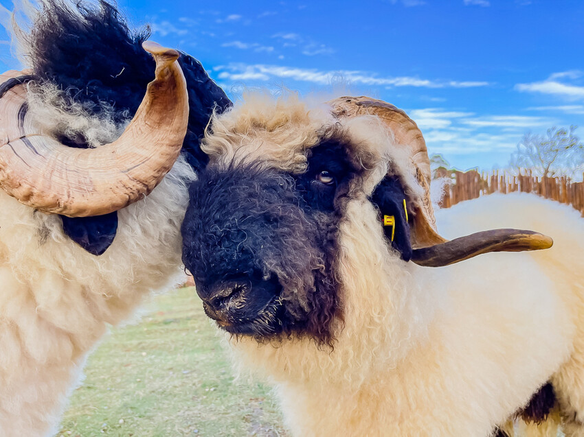 恆春墾丁景點 – 海崖灣萌寵景觀園區 x 近距離接觸可愛水豚君、笑笑羊與草泥馬！