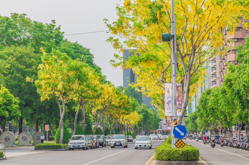 夏季賞花景總整理 x 阿勃勒 | 大花紫薇 | 鳳凰花