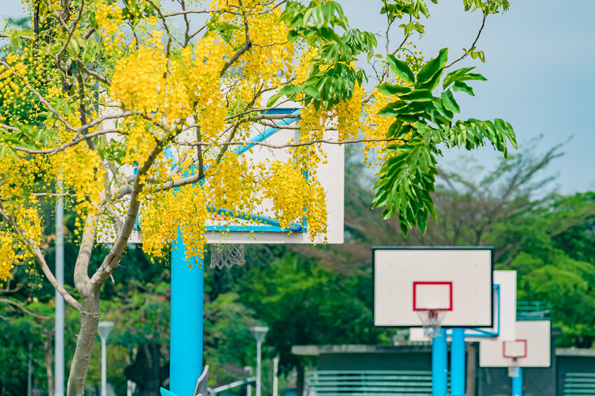 夏季賞花景總整理 x 阿勃勒 | 大花紫薇 | 鳳凰花
