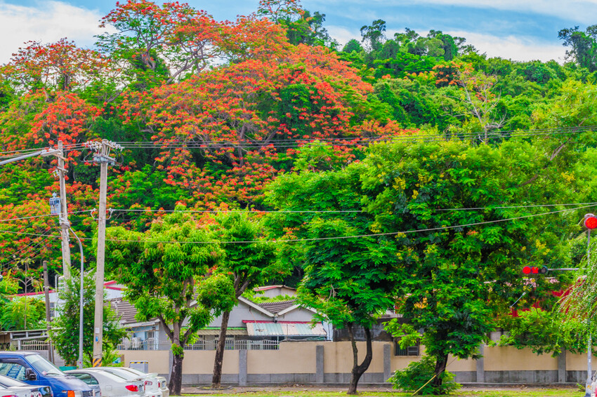夏季賞花景總整理 x 阿勃勒 | 大花紫薇 | 鳳凰花