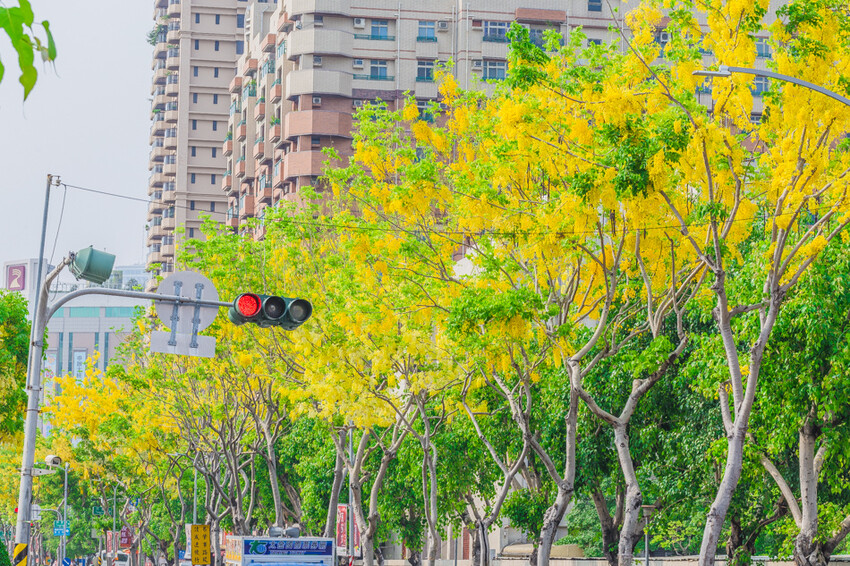 夏季賞花景總整理 x 阿勃勒 | 大花紫薇 | 鳳凰花