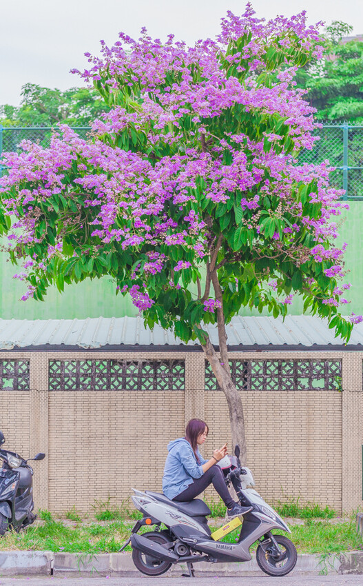 夏季賞花景總整理 x 阿勃勒 | 大花紫薇 | 鳳凰花