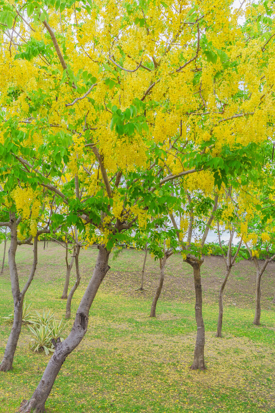 夏季賞花景總整理 x 阿勃勒 | 大花紫薇 | 鳳凰花