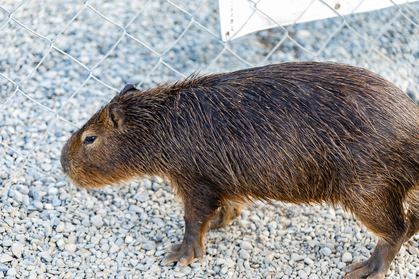 恆春墾丁景點 – 海崖灣萌寵景觀園區 x 近距離接觸可愛水豚君、笑笑羊與草泥馬！