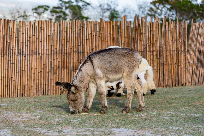 恆春墾丁景點 – 海崖灣萌寵景觀園區 x 近距離接觸可愛水豚君、笑笑羊與草泥馬！