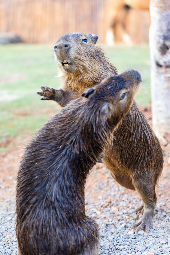 恆春墾丁景點 – 海崖灣萌寵景觀園區 x 近距離接觸可愛水豚君、笑笑羊與草泥馬！