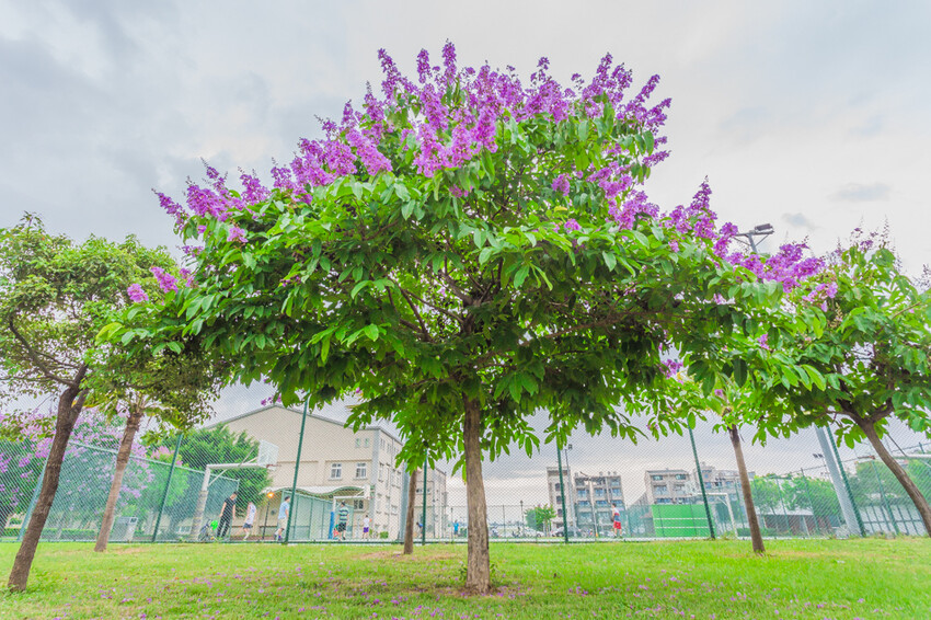 夏季賞花景總整理 x 阿勃勒 | 大花紫薇 | 鳳凰花