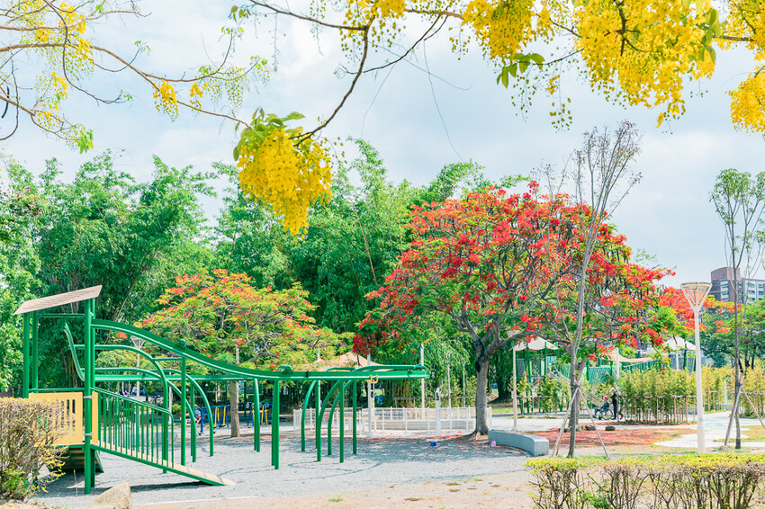 夏季賞花景總整理 x 阿勃勒 | 大花紫薇 | 鳳凰花