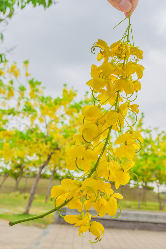 夏季賞花景總整理 x 阿勃勒 | 大花紫薇 | 鳳凰花