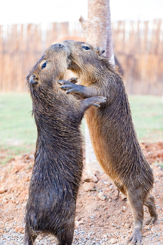 恆春墾丁景點 – 海崖灣萌寵景觀園區 x 近距離接觸可愛水豚君、笑笑羊與草泥馬！