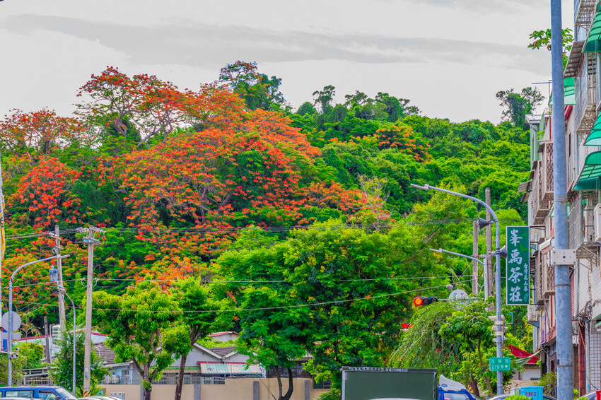 夏季賞花景總整理 x 阿勃勒 | 大花紫薇 | 鳳凰花