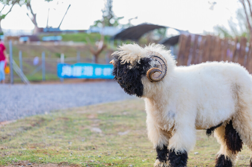 恆春墾丁景點 – 海崖灣萌寵景觀園區 x 近距離接觸可愛水豚君、笑笑羊與草泥馬！