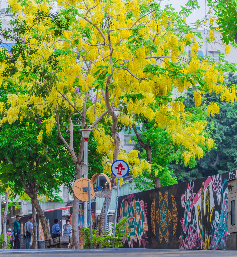 夏季賞花景總整理 x 阿勃勒 | 大花紫薇 | 鳳凰花