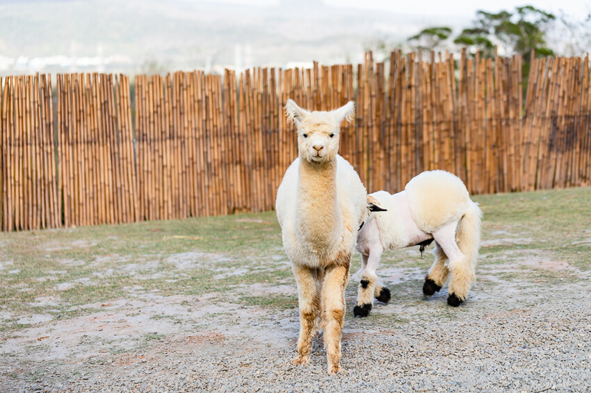 恆春墾丁景點 – 海崖灣萌寵景觀園區 x 近距離接觸可愛水豚君、笑笑羊與草泥馬！