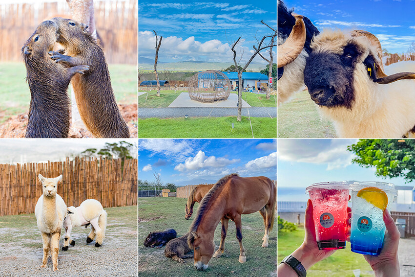 恆春墾丁景點 – 海崖灣萌寵景觀園區 x 近距離接觸可愛水豚君、笑笑羊與草泥馬！