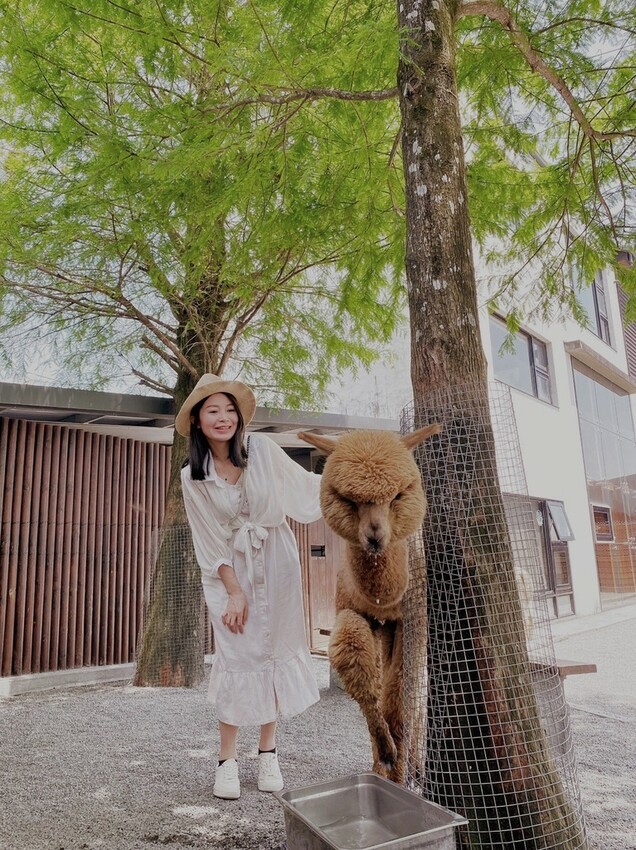 張美阿嬤農場: 近距離接觸笑笑黑面羊、水豚君、羊駝、白袋鼠還有好吃的冰淇淋車輪餅