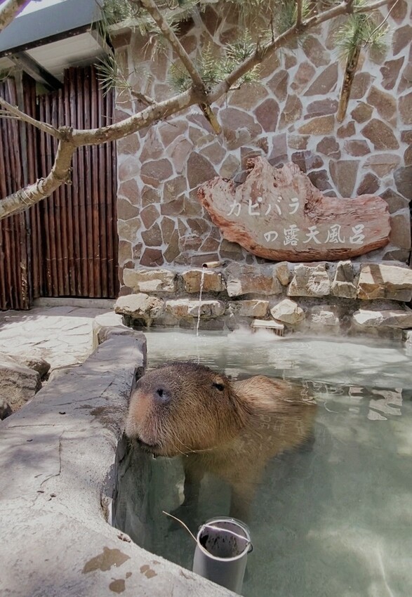 張美阿嬤農場: 近距離接觸笑笑黑面羊、水豚君、羊駝、白袋鼠還有好吃的冰淇淋車輪餅