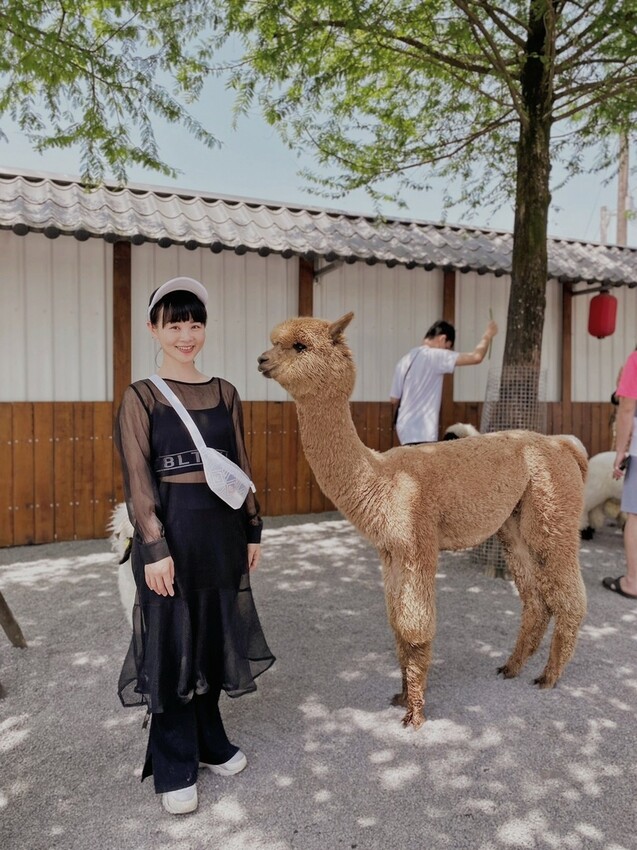 張美阿嬤農場: 近距離接觸笑笑黑面羊、水豚君、羊駝、白袋鼠還有好吃的冰淇淋車輪餅