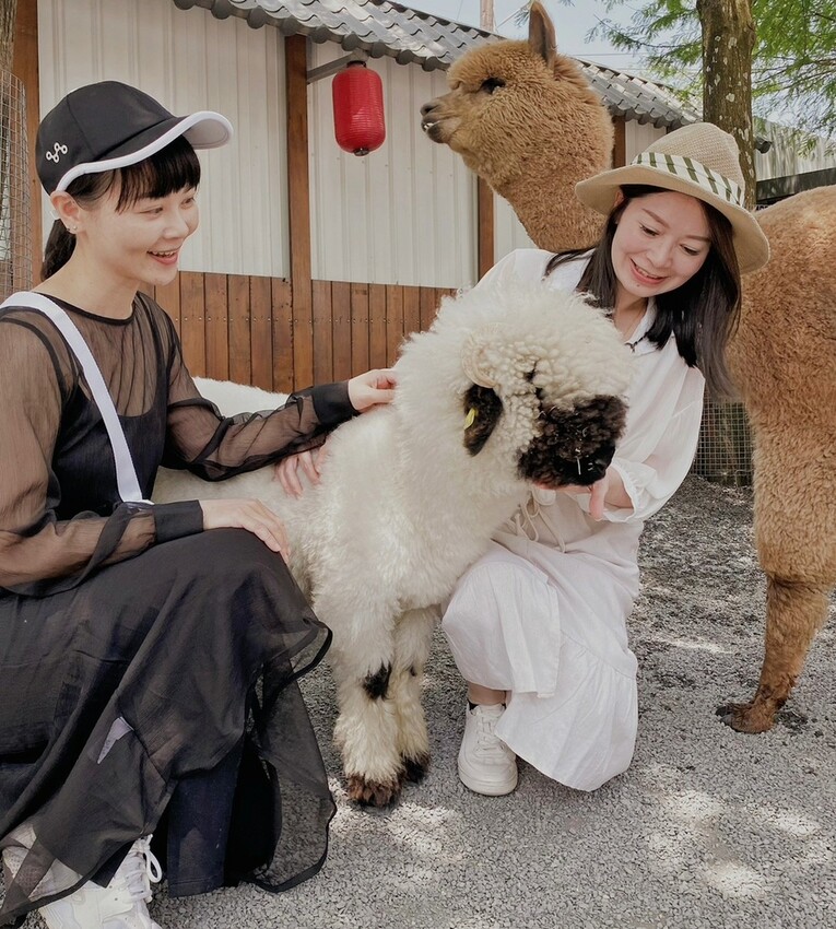 張美阿嬤農場: 近距離接觸笑笑黑面羊、水豚君、羊駝、白袋鼠還有好吃的冰淇淋車輪餅