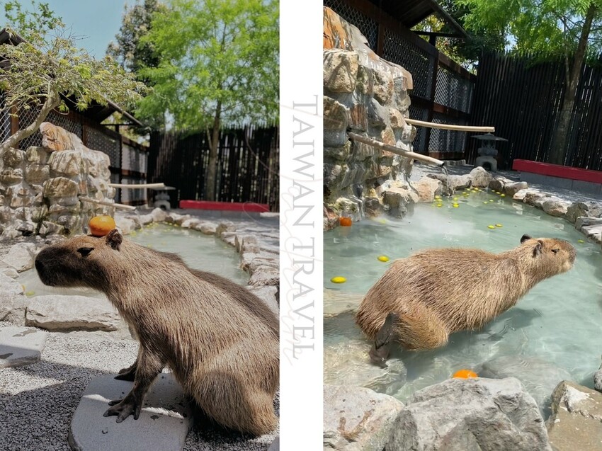 張美阿嬤農場: 近距離接觸笑笑黑面羊、水豚君、羊駝、白袋鼠還有好吃的冰淇淋車輪餅