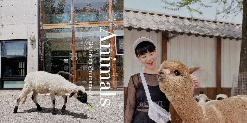 張美阿嬤農場: 近距離接觸笑笑黑面羊、水豚君、羊駝、白袋鼠還有好吃的冰淇淋車輪餅