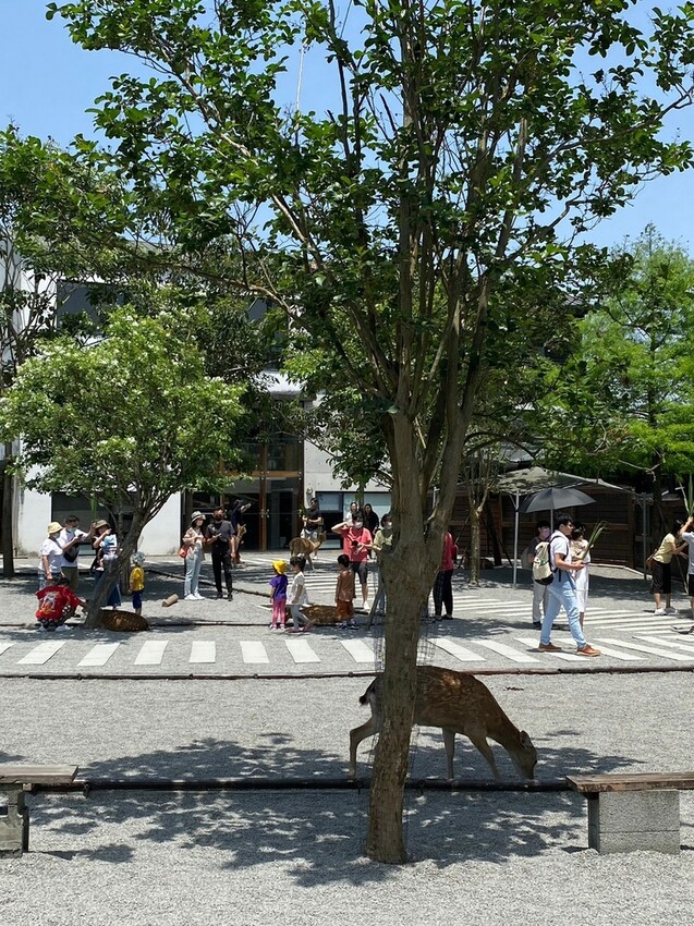 張美阿嬤農場: 近距離接觸笑笑黑面羊、水豚君、羊駝、白袋鼠還有好吃的冰淇淋車輪餅