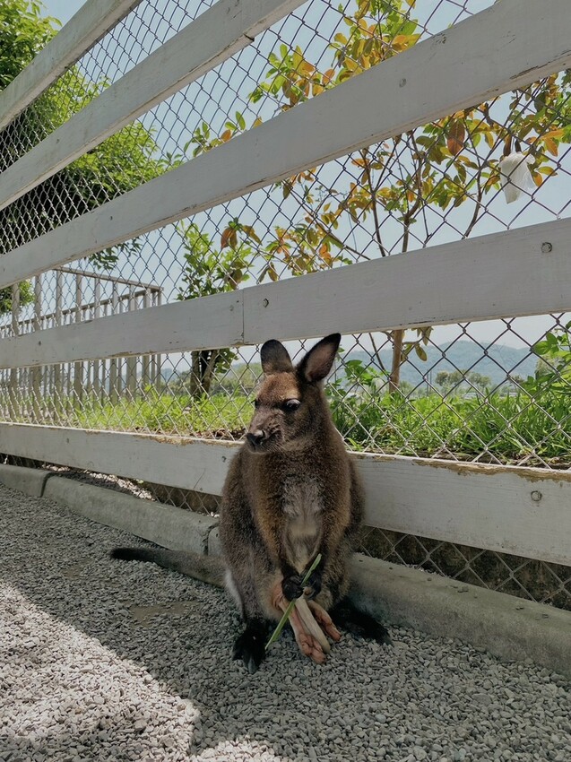 張美阿嬤農場: 近距離接觸笑笑黑面羊、水豚君、羊駝、白袋鼠還有好吃的冰淇淋車輪餅