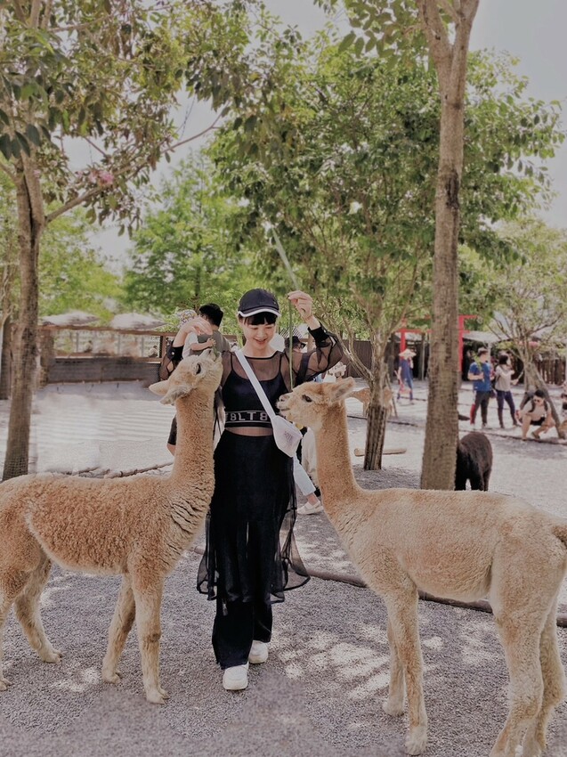 張美阿嬤農場: 近距離接觸笑笑黑面羊、水豚君、羊駝、白袋鼠還有好吃的冰淇淋車輪餅